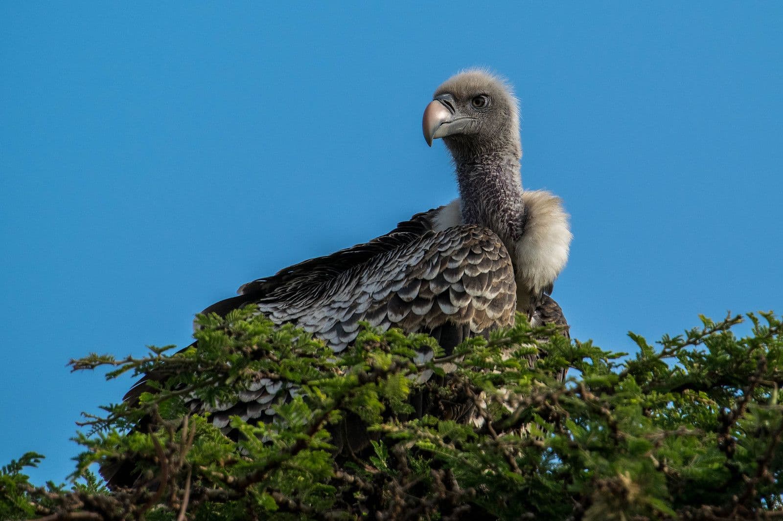 7-Day Mgahinga Gorilla, Golden Monkey & Volcano Hiking Safari