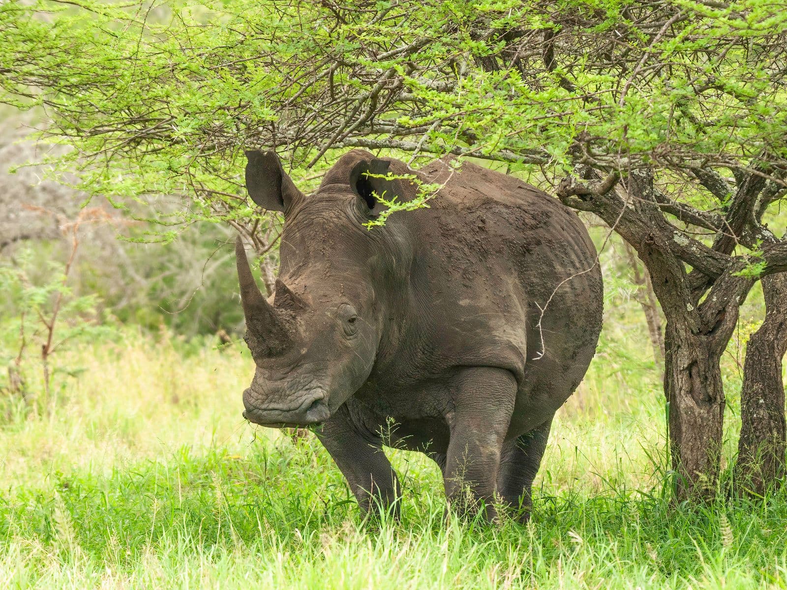 Rhinos, Rangers, and the Laikipia Plateau