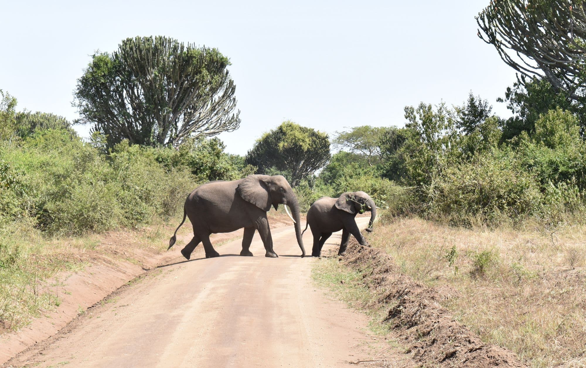 elephants-in-queen-elizabeth-national-park