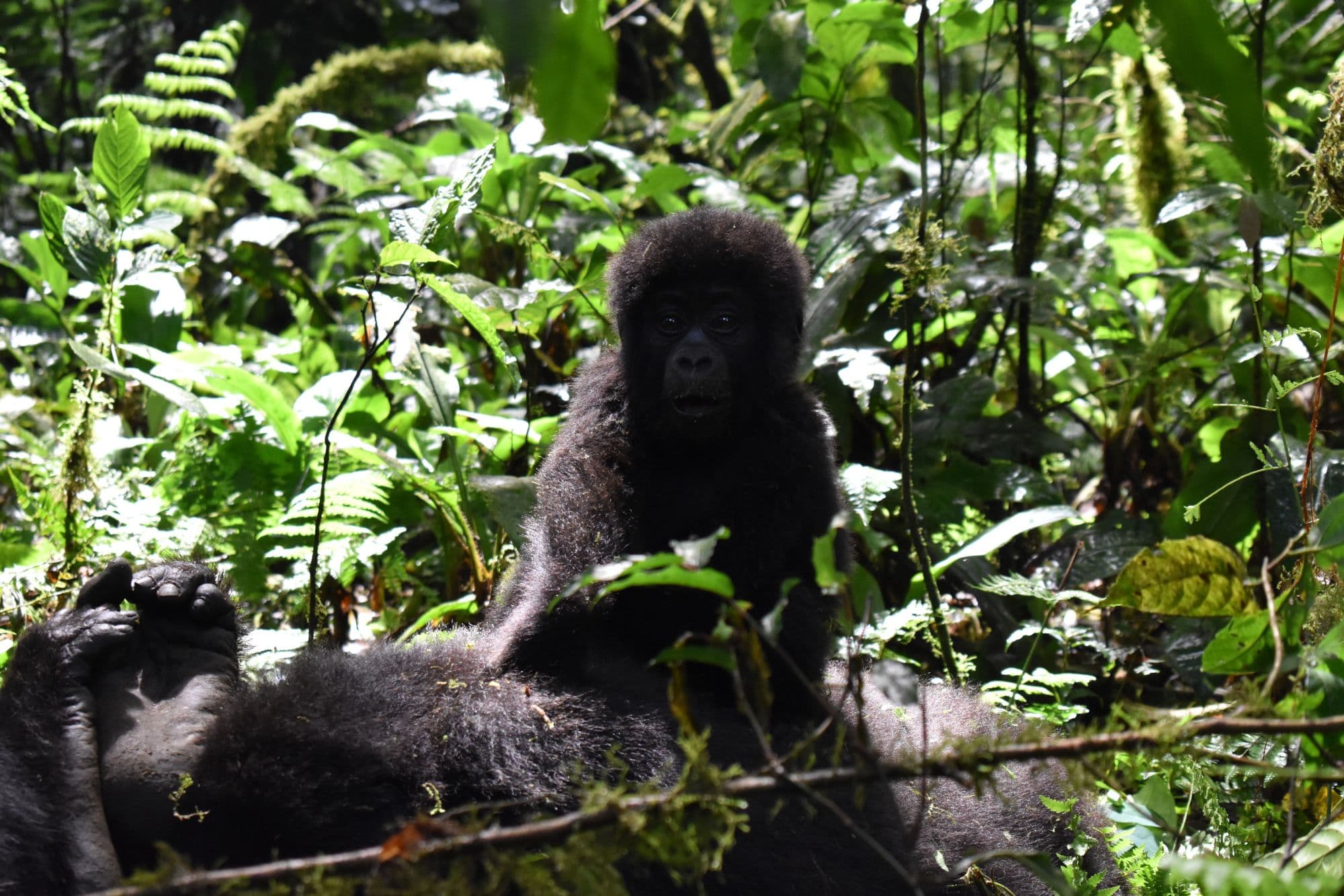  "I came back lighter. The safari gave me back a kind of quiet I had forgotten existed, and I have been writing letters by hand again ever since."