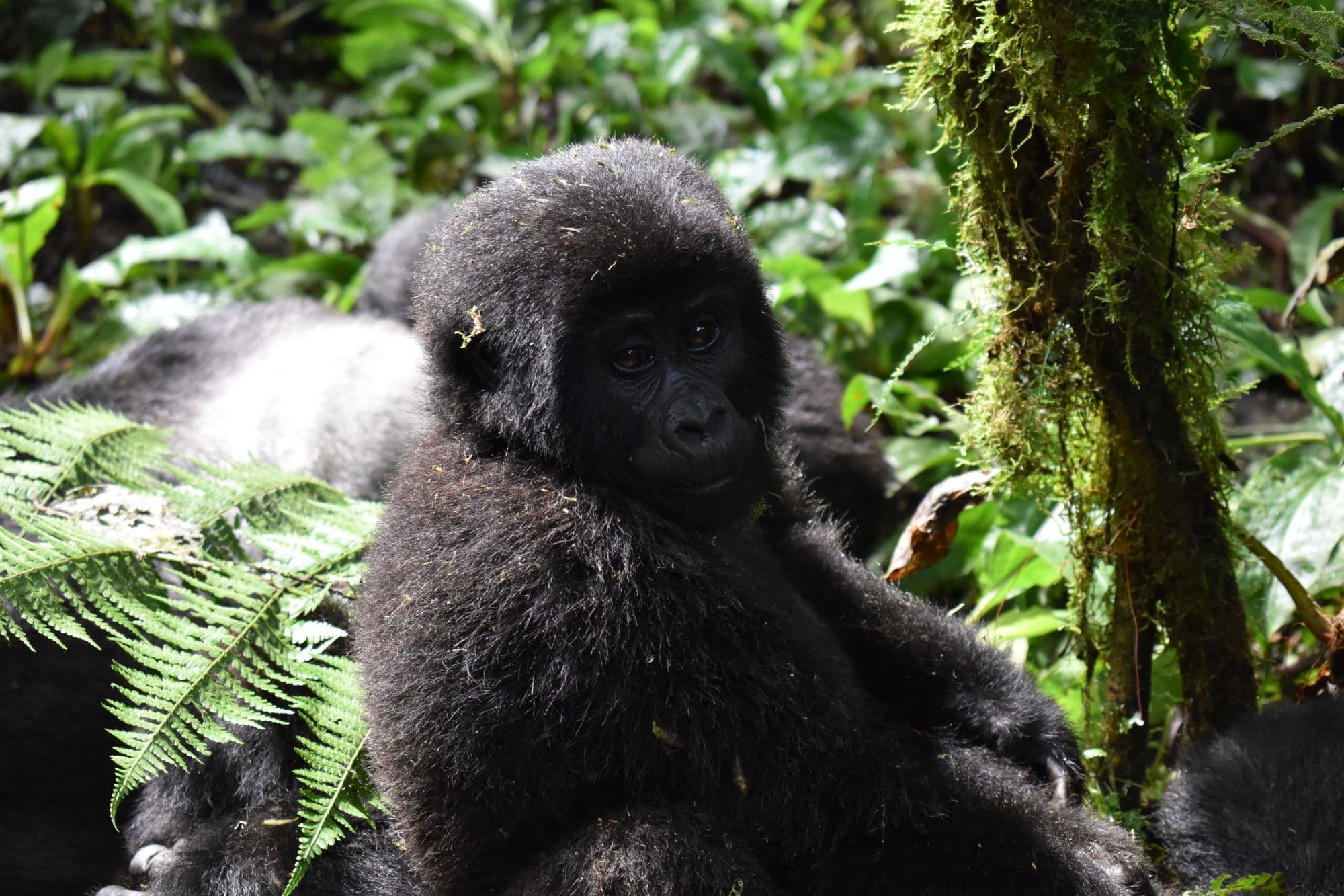 Seven Minutes with the Mubare Group