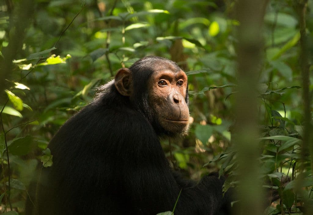 Counting Chimps in Bwindi: What the New Census Reveals