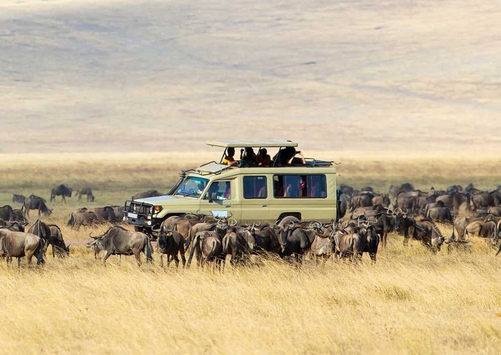 wilderbeest-in-masai-mara
