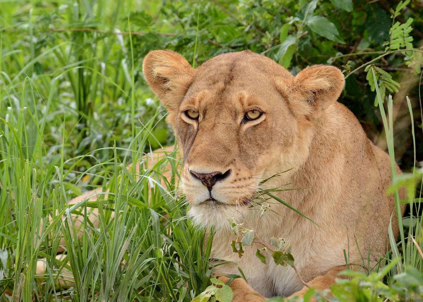 5 Days Murchison Falls Big Five Safari, Chimpanzee Tracking & Rhino Trekking Adventure