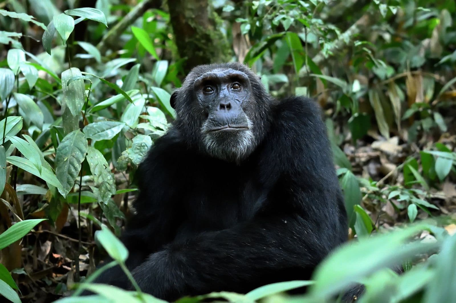 Kibale Forest National Park, Uganda