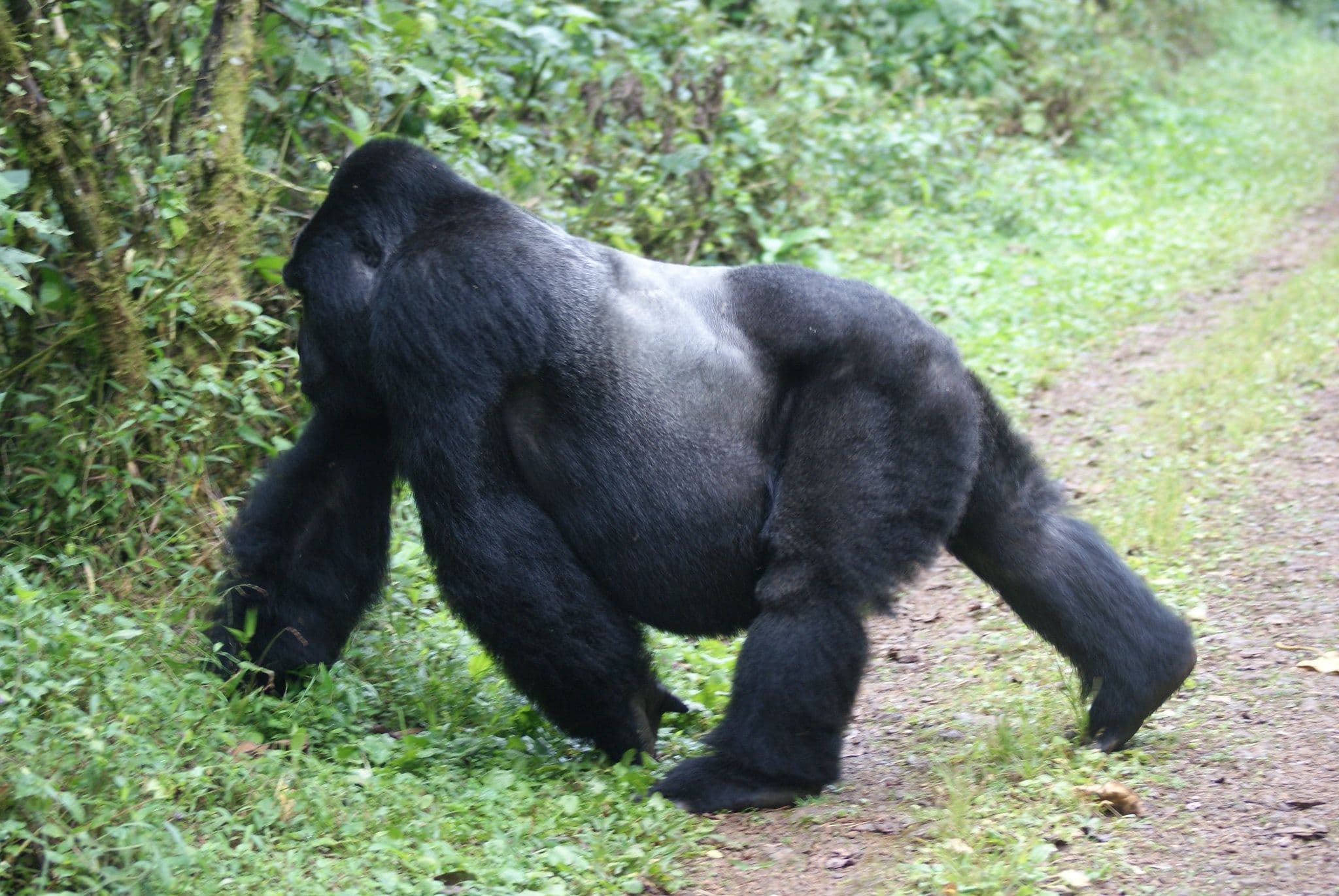 🦍 3 Days Bwindi Gorilla Trekking Safari – Uganda Gorilla Adventure
