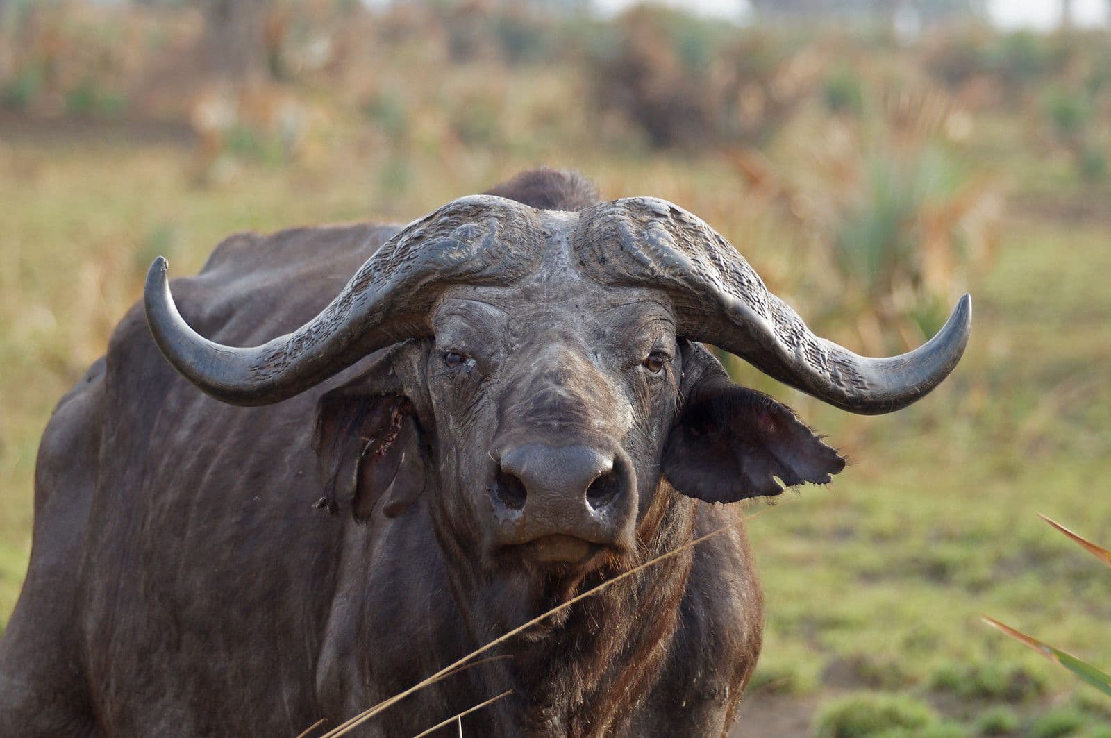 4 Days Uganda Wildlife in Queen Elizabeth National Park
