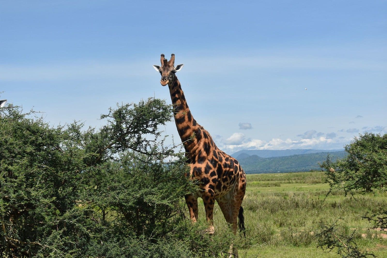 Murchison Falls National Park, Uganda