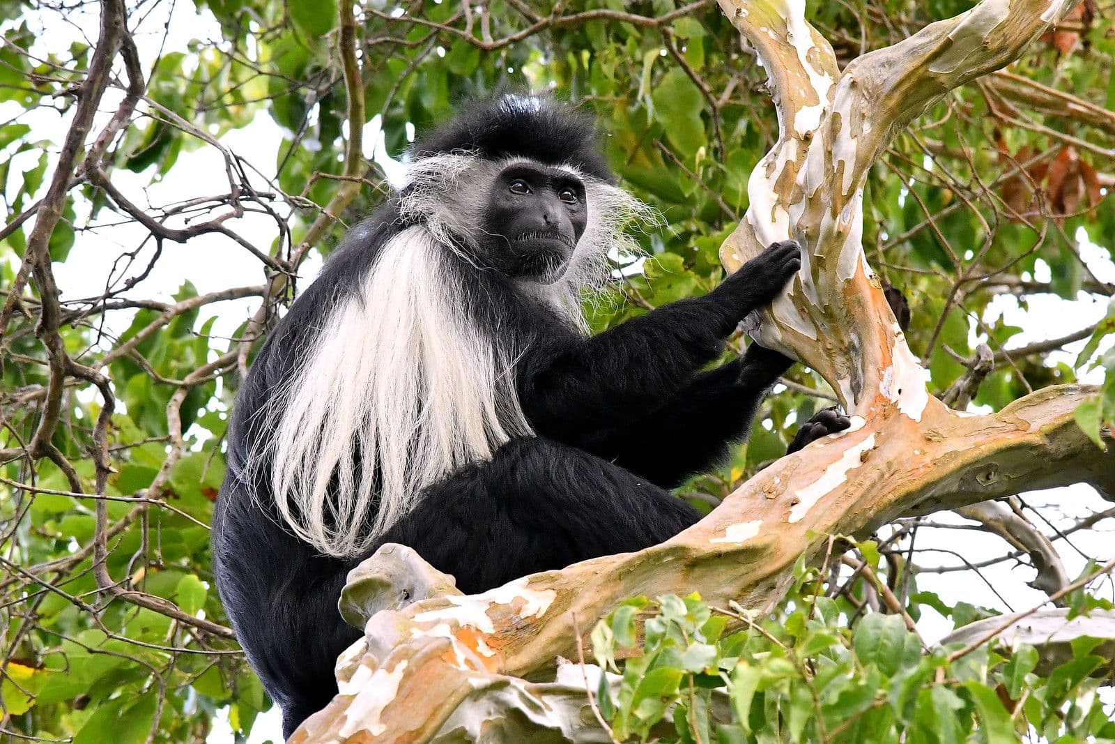 3 Day Uganda Gorilla Habituation Safari – Bwindi Gorilla Habituation Experience Uganda