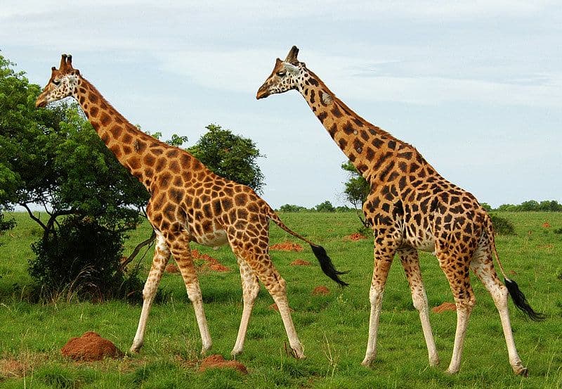 4 Days in the Wild North: Kidepo Valley