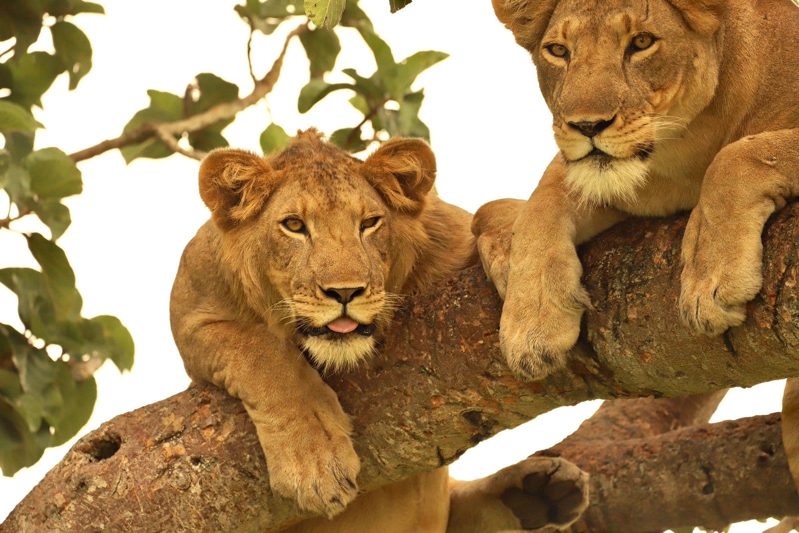 5 Days in Queen Elizabeth and Bwindi