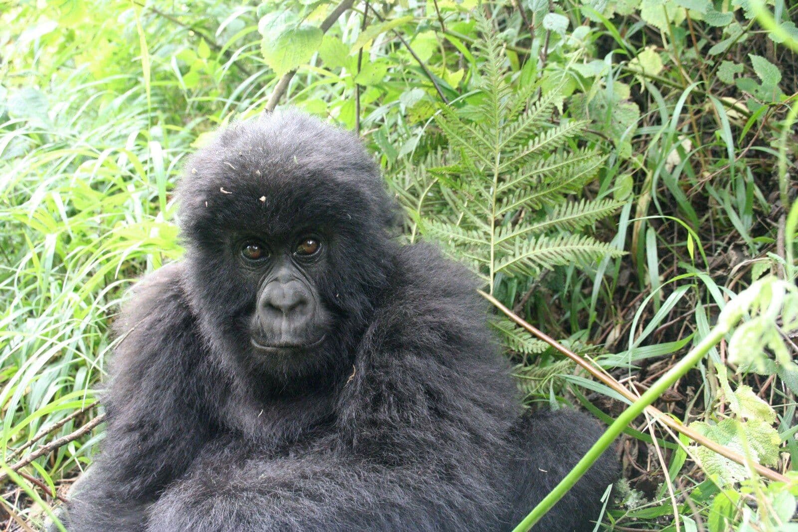 5 Days Uganda Gorilla Trekking & Queen Elizabeth Wildlife Safari