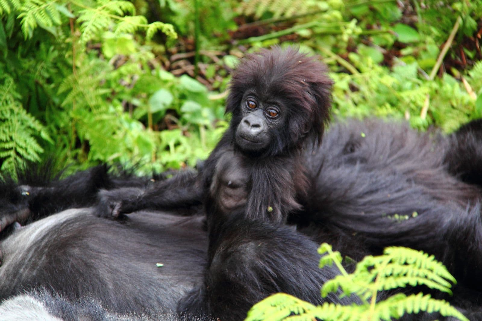 5 Days Uganda Honeymoon Safari – Gorilla Trekking & Wildlife Adventure