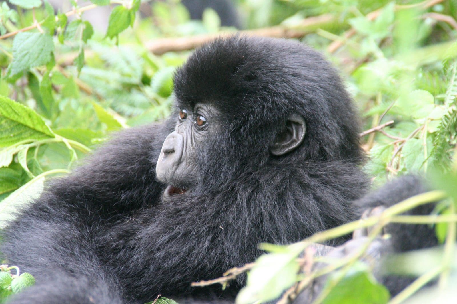 5 Days Budget Uganda Wildlife Safari – Lake Mburo & Queen Elizabeth National Park