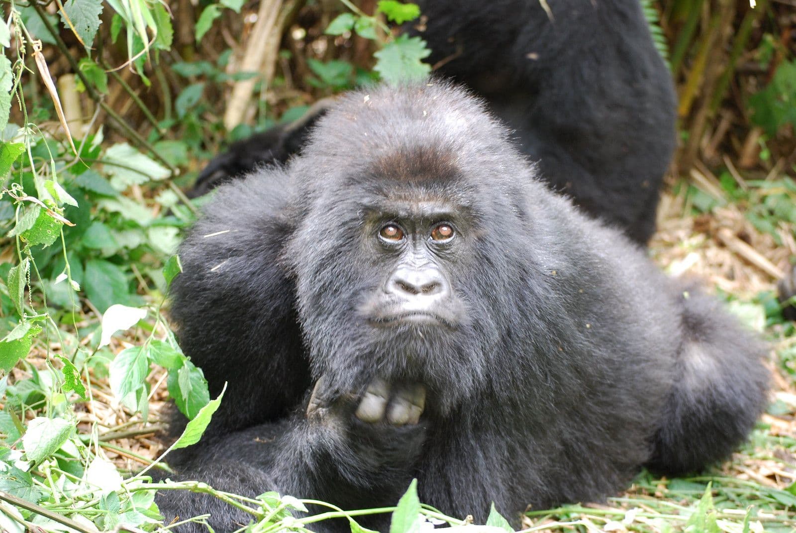 6 Days Bwindi Gorilla Trekking & Queen Elizabeth Wildlife Fly-In Safari