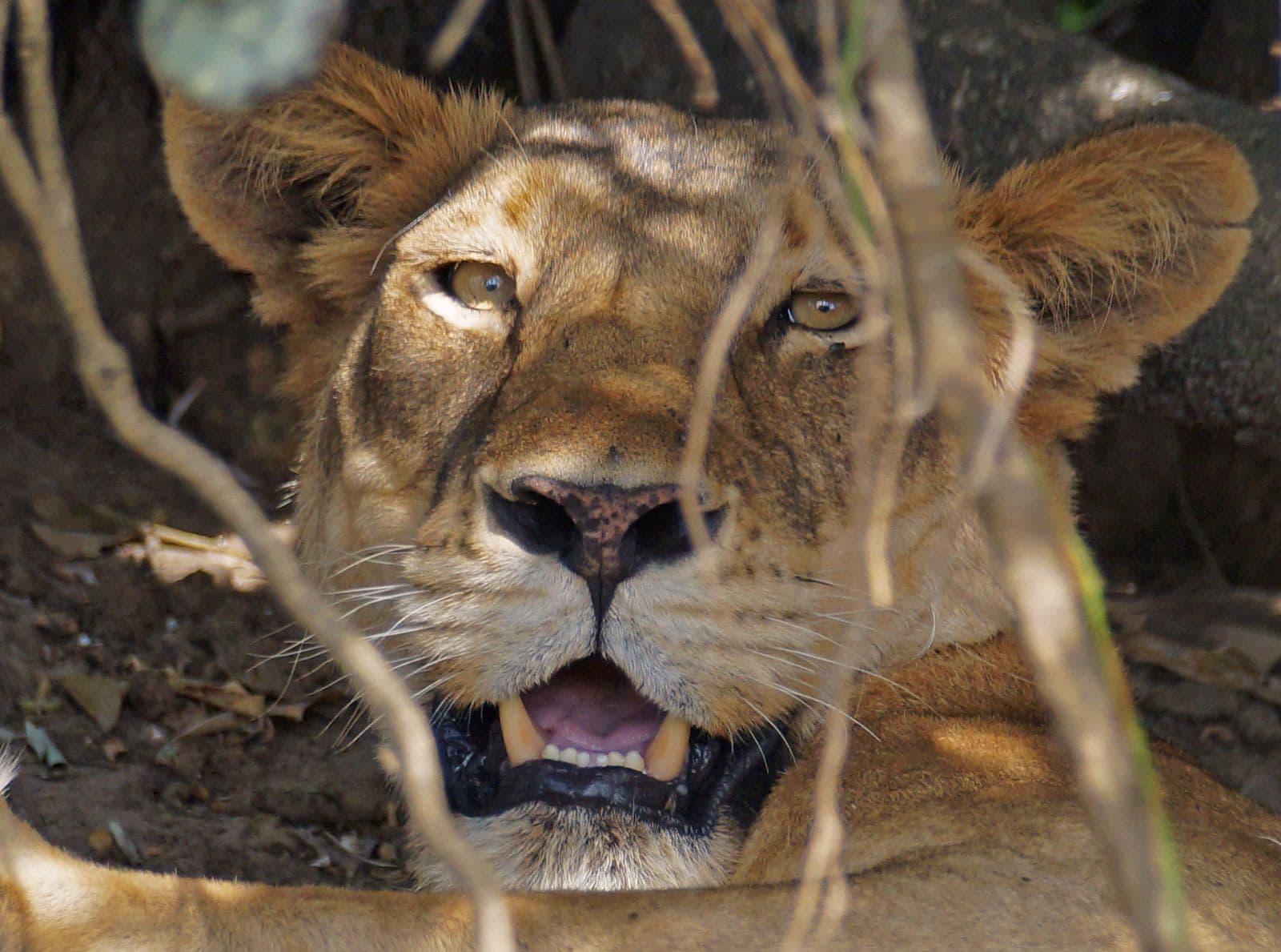6 Days Budget Uganda Wildlife Safari – Murchison Falls, Queen Elizabeth & Chimpanzee Trekking
